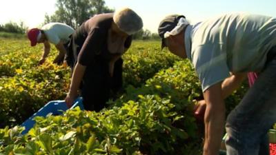 Polish strawberry pickers