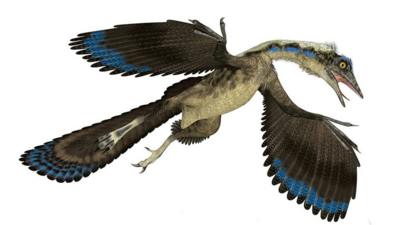 Archaeopteryx