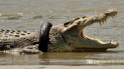 November 2016 picture of crocodile with tyre in Indonesia