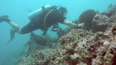 A diver inspects coral