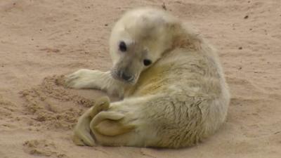 Grey seal pup