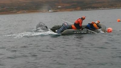 Rescuers free a humpback whale