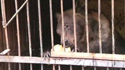 Bear eating loaf of bread