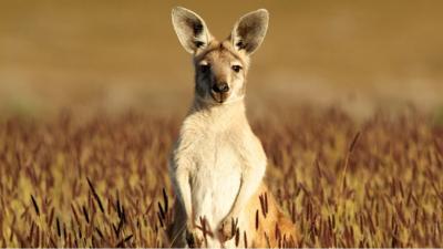 wallaby