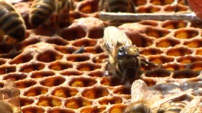 Rory visits a beekeeper in Manchester who is gluing wireless chips to his bees.