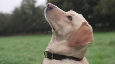 Dolly the labrador