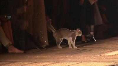 Car on Marrakesh catwalk