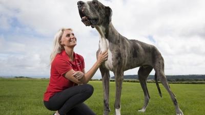 Jule and her Great Dane