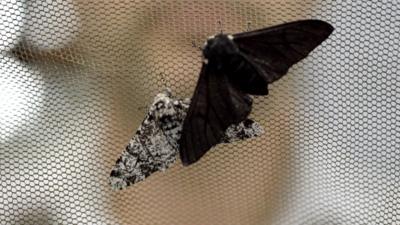 Peppered moths (c) University of Liverpool