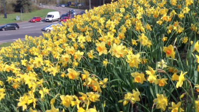 Daffodils in Telford