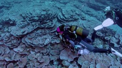 Divers in Tahiti swimming with the coral reef