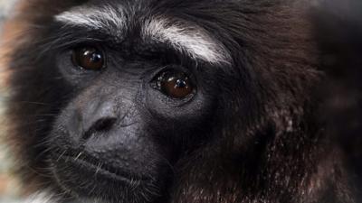 Gibbon