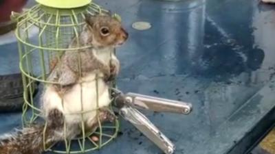 Squirrel trapped in bird feeder