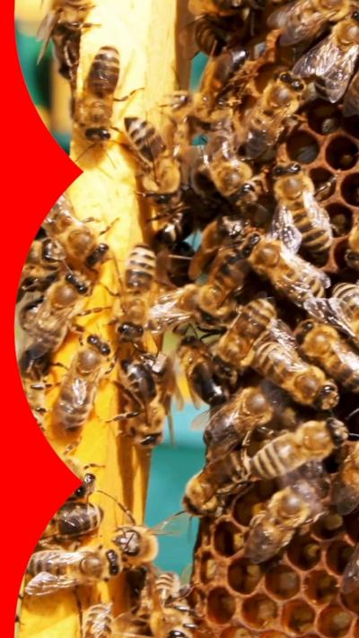 A colony of bees.