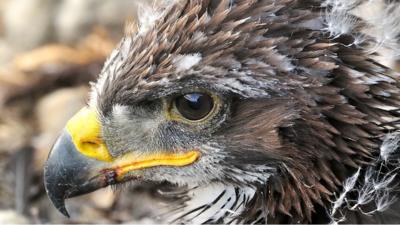 A golden eagle