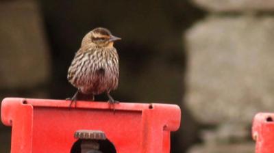 Red-winged blackbird