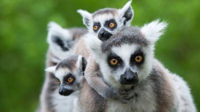 Lemurs.