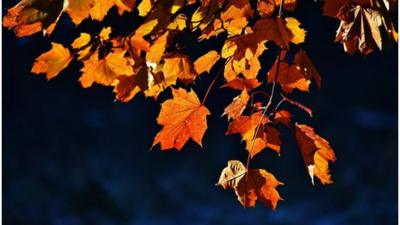 Autumn leaves on branch