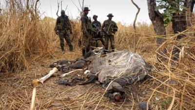 Dead elephant in DR Congo