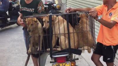 Dogs in cage on motorbike in Yulin, China, 21 June 2016