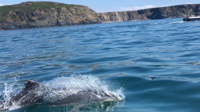 Clet the dolphin - who was believed to swim alone - was spotted with a larger group off the Pembrokeshire coast.