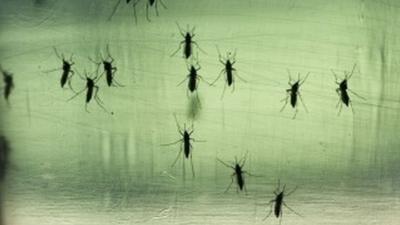 Mosquitoes - file image