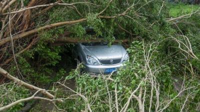 A car is seen under toppled trees.