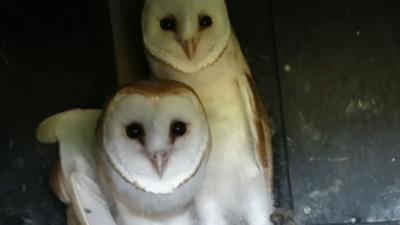 barn owls