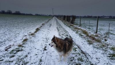 Dog stands in the snow in Tilbrook, Cambridgeshire.