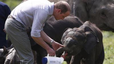 Prince William and an Elephant