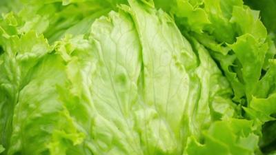 A lettuce