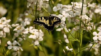 Swallowtail butterfly