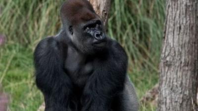 Stock image of gorilla