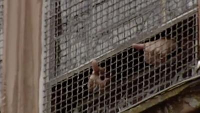 Thumbs held up through grated windows.