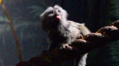 The aquarium is appealing to the public to name its two new marmosets.