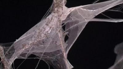 Hundreds of spiders in a twisted large web on a black background