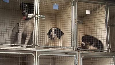 Stray dogs at the Ballymena Dogs Trust Rehoming Centre: one dog is microchipped.