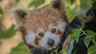 Red panda at Chester Zoo