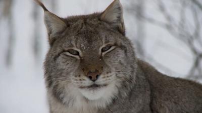 Lynx