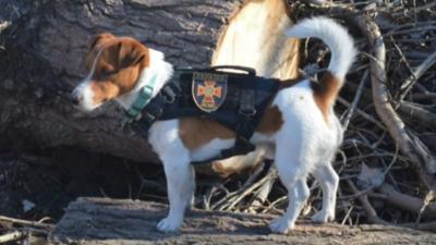 Jack Russell wearing a vest