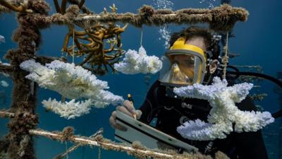 Surveying coral nursery