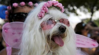 A dog takes part in the 'Blocao' or dog carnival parade during carnival festivities in Rio de Janeiro, Brazil,