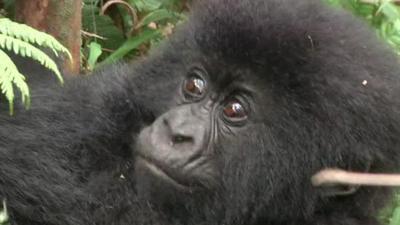 Mountain gorilla