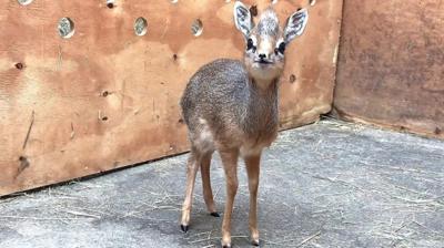 dik-dik