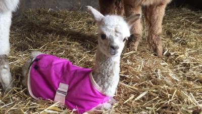 Holly, the baby alpaca