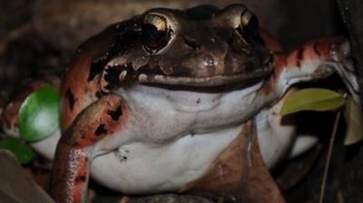 Mountain chicken frog