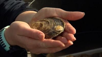 An oyster in someone's hand