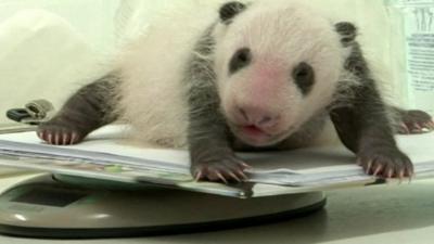 Giant baby panda on a weighing scale