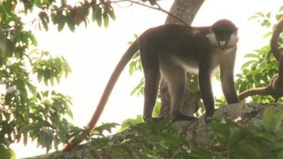 Monkey in Ugandan forest