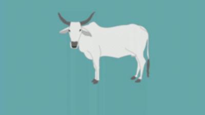 Graphic of a cow